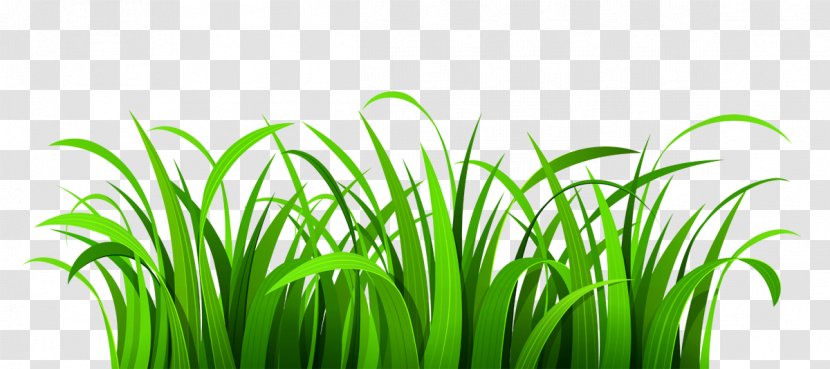Free Content Website Clip Art - Ornamental Grass - Beautiful Lawn Cliparts Transparent PNG