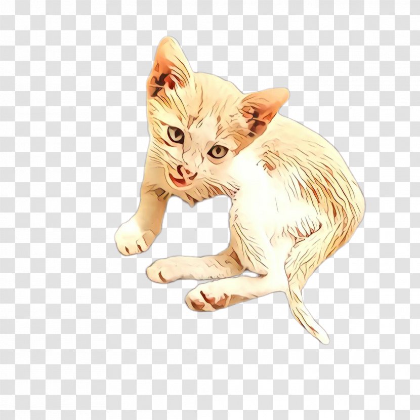 Cat Small To Medium-sized Cats Kitten Whiskers Drawing - Fawn Tail Transparent PNG