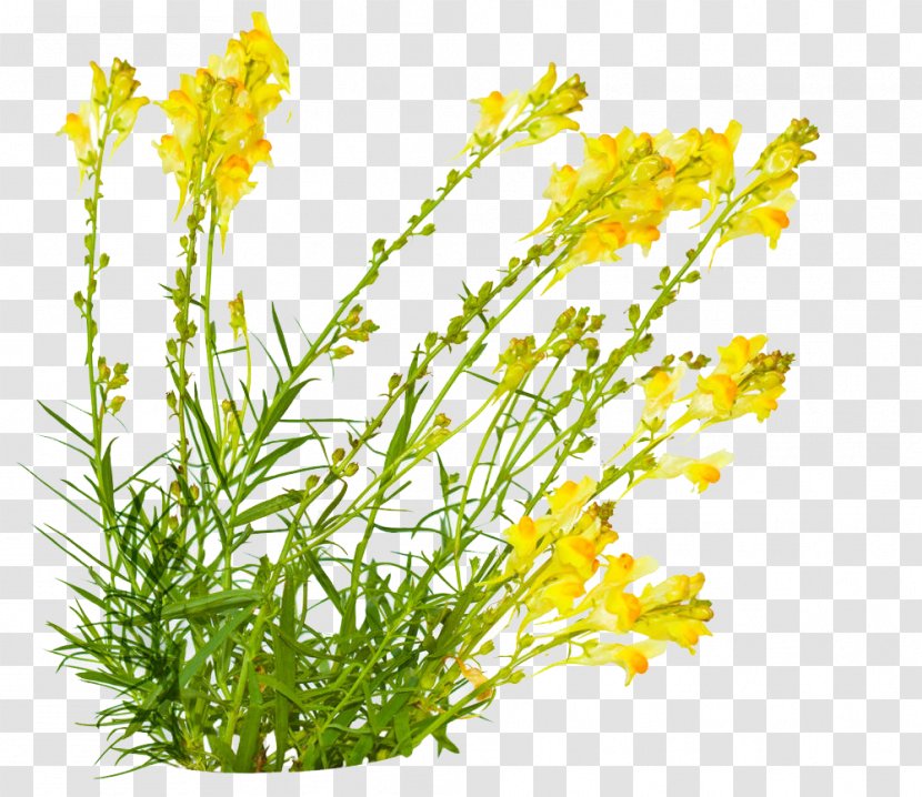 Linaria Vulgaris Maroccana Linaire - Flowering Plant - Medicinal Transparent PNG