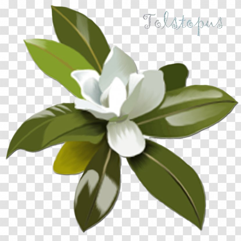 Magnolia Clip Art - Denudata Transparent PNG