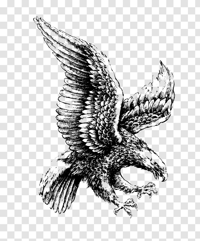 Bald Eagle Drawing Illustration - Beak - Flying Transparent PNG