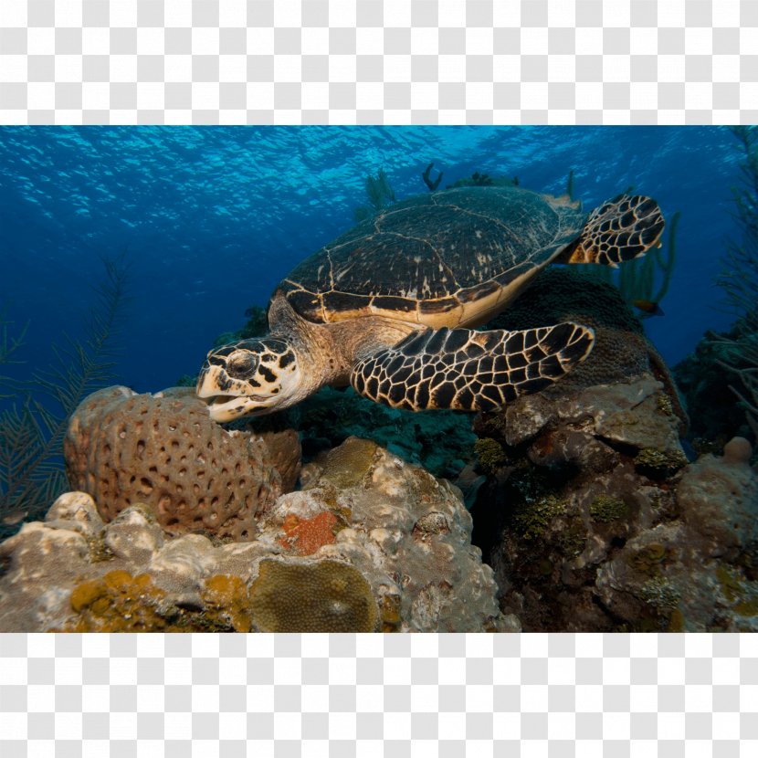 Loggerhead Sea Turtle Hawksbill Coral Reef Box - Animal Transparent PNG