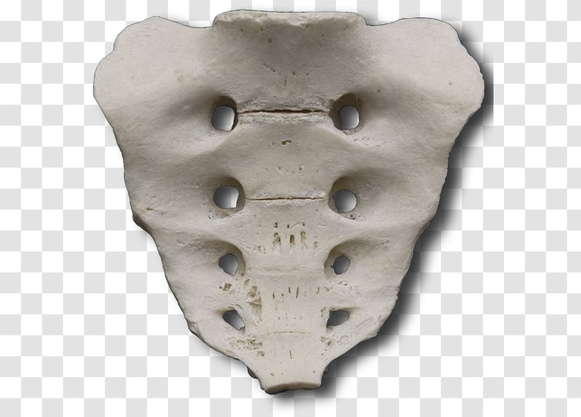 Bone Artifact - Jaw - Sacrum Transparent PNG