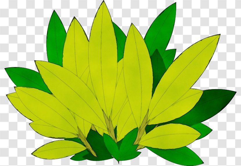 Green Leaf Watercolor - Autumn Color - Perennial Plant Herbaceous Transparent PNG
