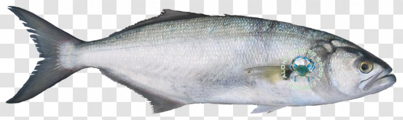 Sardine American Shad Bluefish Fishing - Marine Mammal - Fish Transparent PNG
