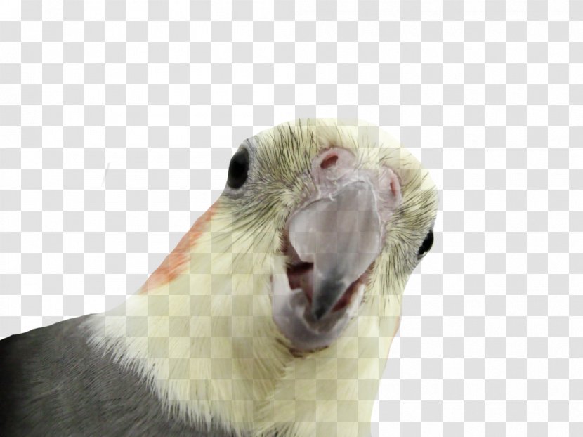 Parrot Cockatiel Cacatua Nimfa - Bird - Macaw Transparent PNG