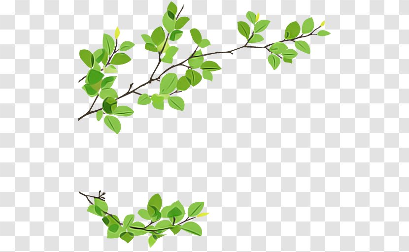 Leaf Plant Flower Branch Tree - Stem - Moringa Transparent PNG