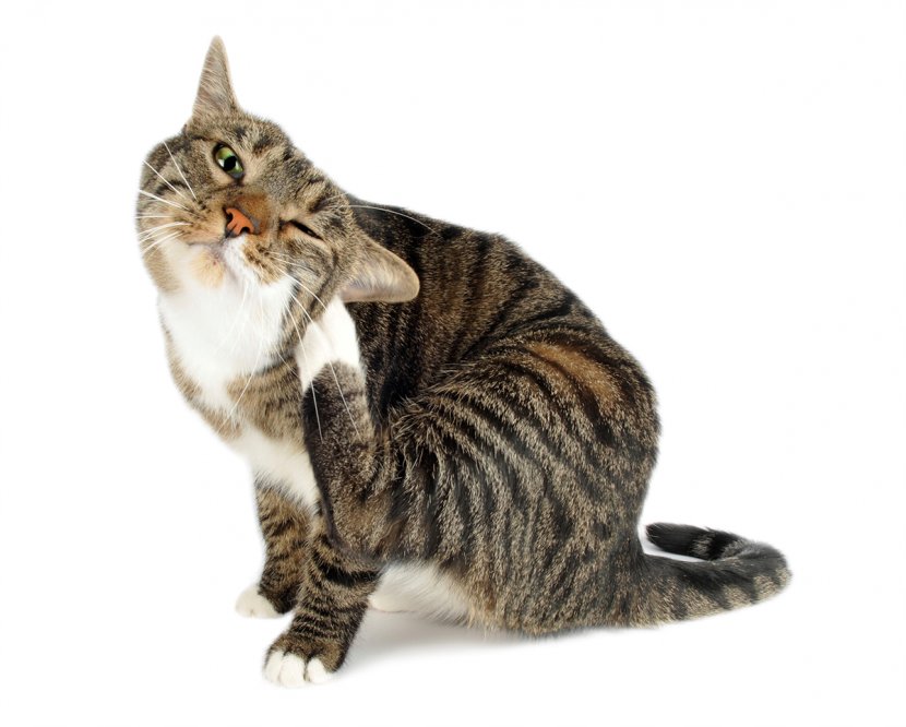 Cat Flea Felidae Dog - Tail Transparent PNG