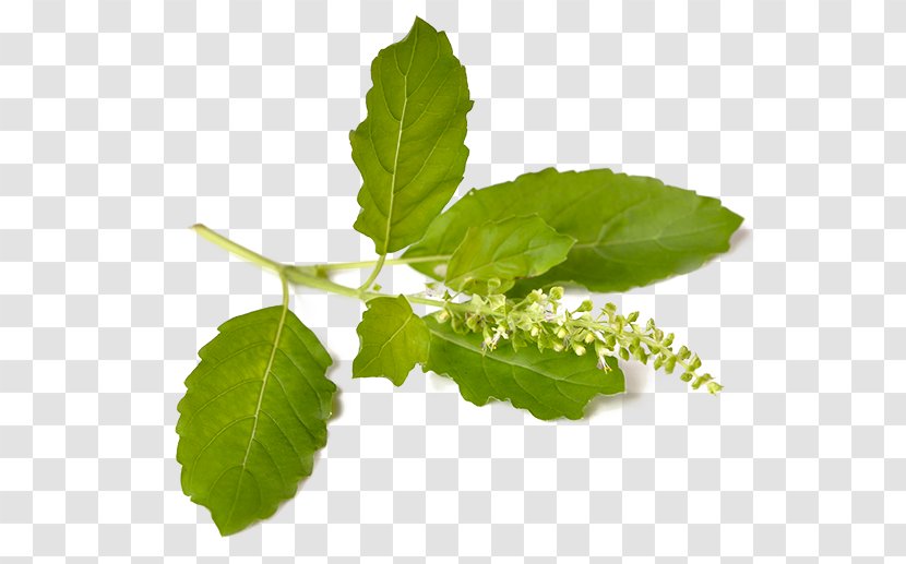 India Flower Background - Ocimum Tenuiflorum - Mock Orange Transparent PNG