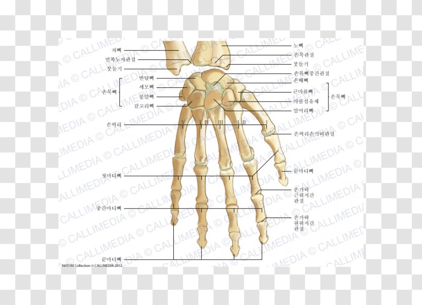 Thumb Bone Human Anatomy Hand - Cartoon Transparent PNG