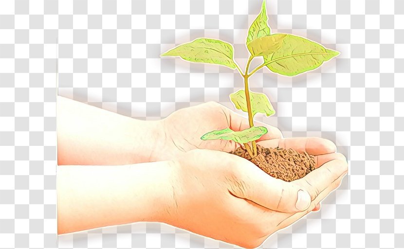 Hand Leaf Plant Tree Soil - Flowerpot Stem Transparent PNG
