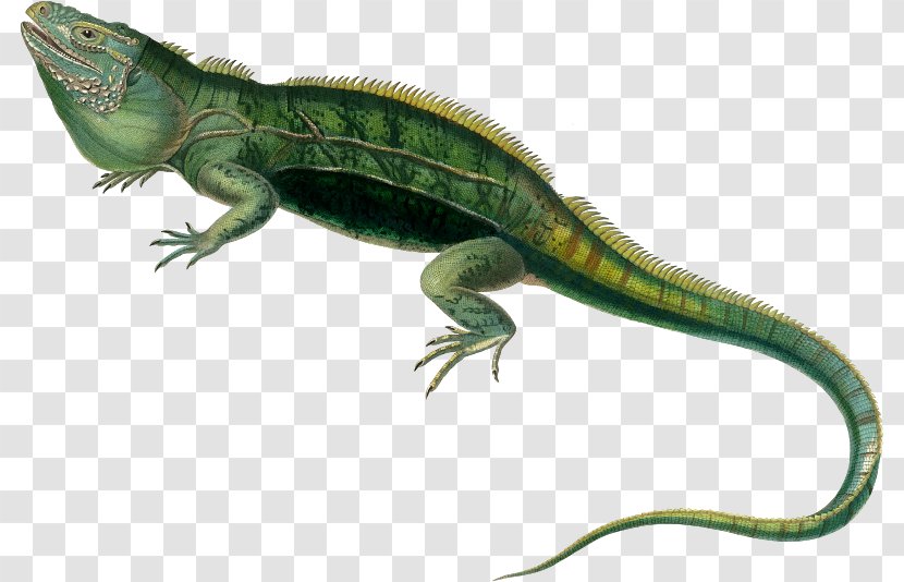Agamas Lizard Reptile Lacertids Green Iguana - Watercolor Transparent PNG