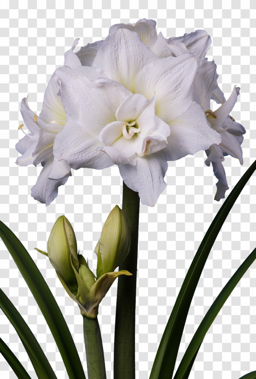 Amaryllis Flower White Plant Stem Bulb - Hippeastrum Transparent PNG