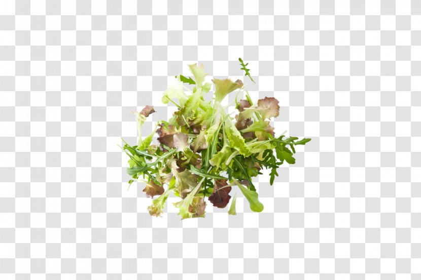 Lettuce Leaf Greens Spinach Veziroglou, A., & SIA E.E. - Valerian Transparent PNG