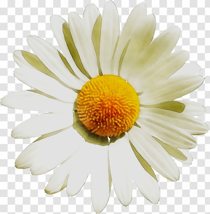 Clip Art Common Daisy Oxeye Image - Aster - Stock Photography Transparent PNG