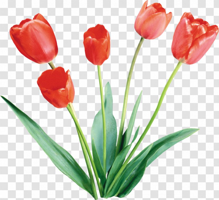Tulip Flower - Raster Graphics Transparent PNG