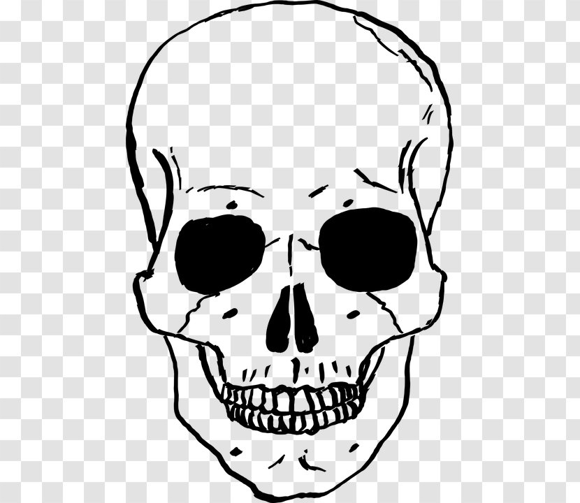 Skull Clip Art - Skeleton - Skulls Transparent PNG