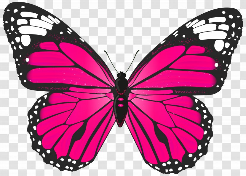 The Pink Butterfly Toy Bush Bed & Breakfast - Invertebrate - Transparent Clip Art Image Transparent PNG