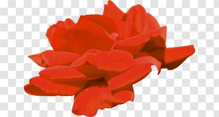 Garden Roses 2403 (عدد) 2404 Flower Clip Art - Rose Family - Ucoz Transparent PNG