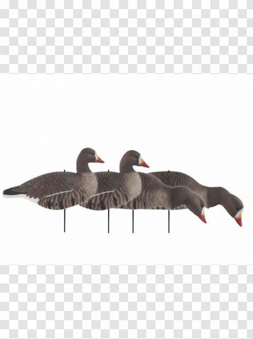 Decoy Mallard Greater White-fronted Goose Waterfowl Hunting - Wing Transparent PNG