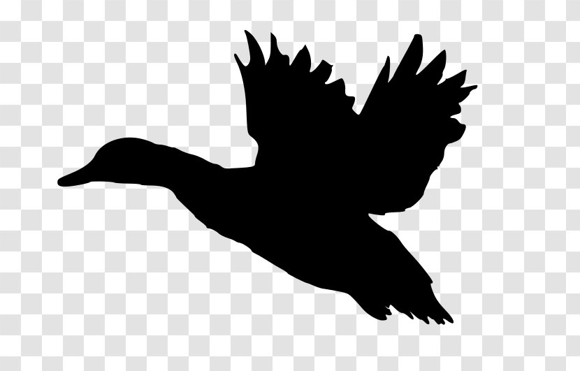 Mallard Duck American Pekin Flight Clip Art - Feather - DUCK FLYING Transparent PNG