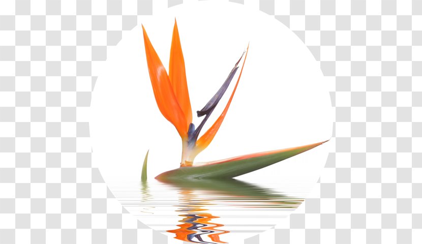 Alcoholic Drink Food Online Dating Service - Bird Of Paradise Flower - Birthday Transparent PNG