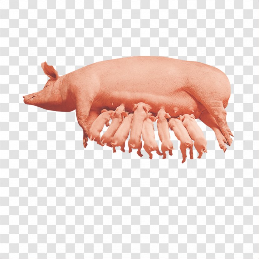 Domestic Pig Download Designer - Watercolor Transparent PNG