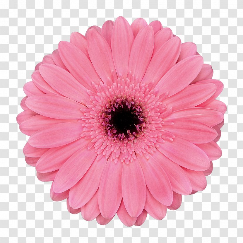 Transvaal Daisy Cut Flowers Chrysanthemum Floristry Transparent PNG