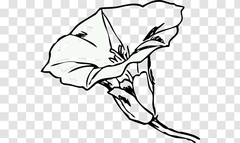 Flower Field Bindweed Clip Art - Color Transparent PNG