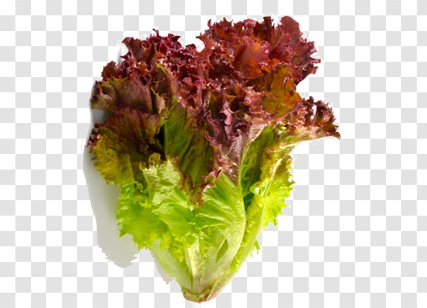 Red Leaf Lettuce Romaine Vegetable Salad Transparent PNG