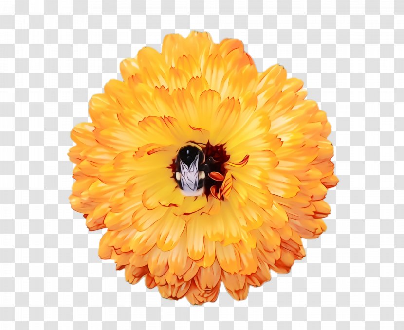 Flowers Background - Marigold - Cut Sunflower Transparent PNG