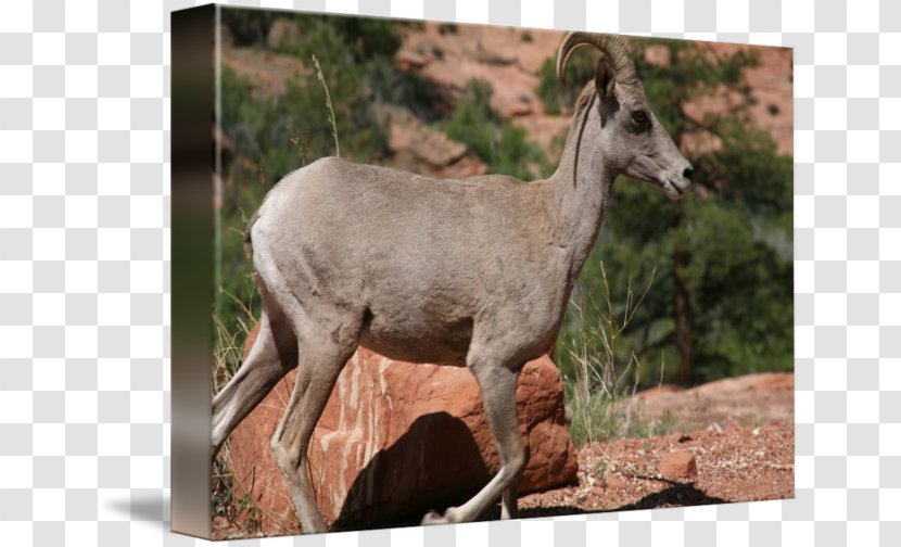 Antelope Musk Deers Elk Goat - Mammal - Bighorn Sheep Transparent PNG