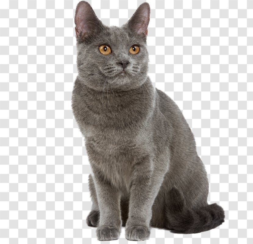 Chartreux Turkish Angora Exotic Shorthair Cat Breed Kitten - Nebelung Transparent PNG