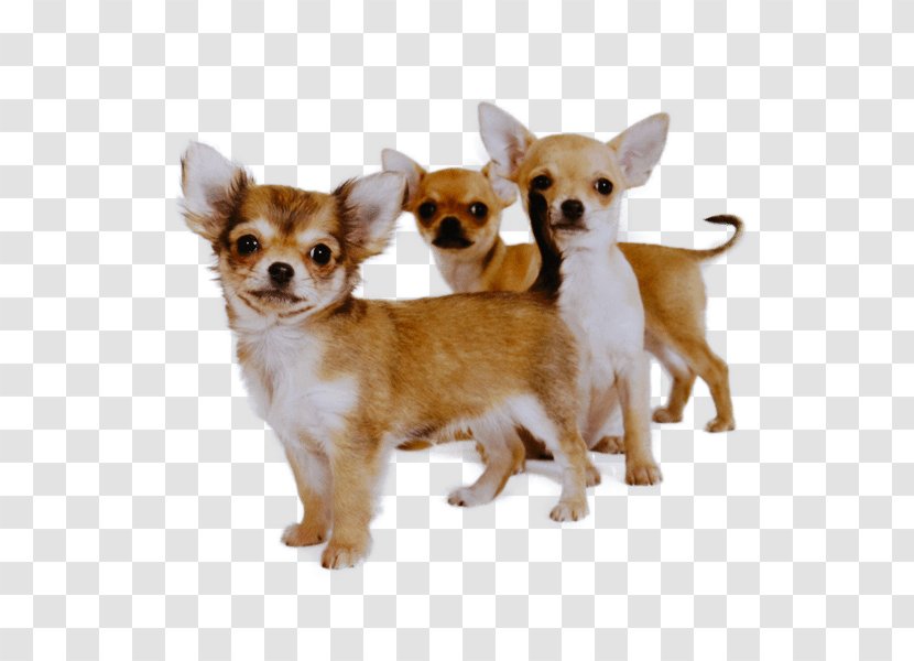 Dog Chihuahua Puppy Companion Snout Transparent PNG