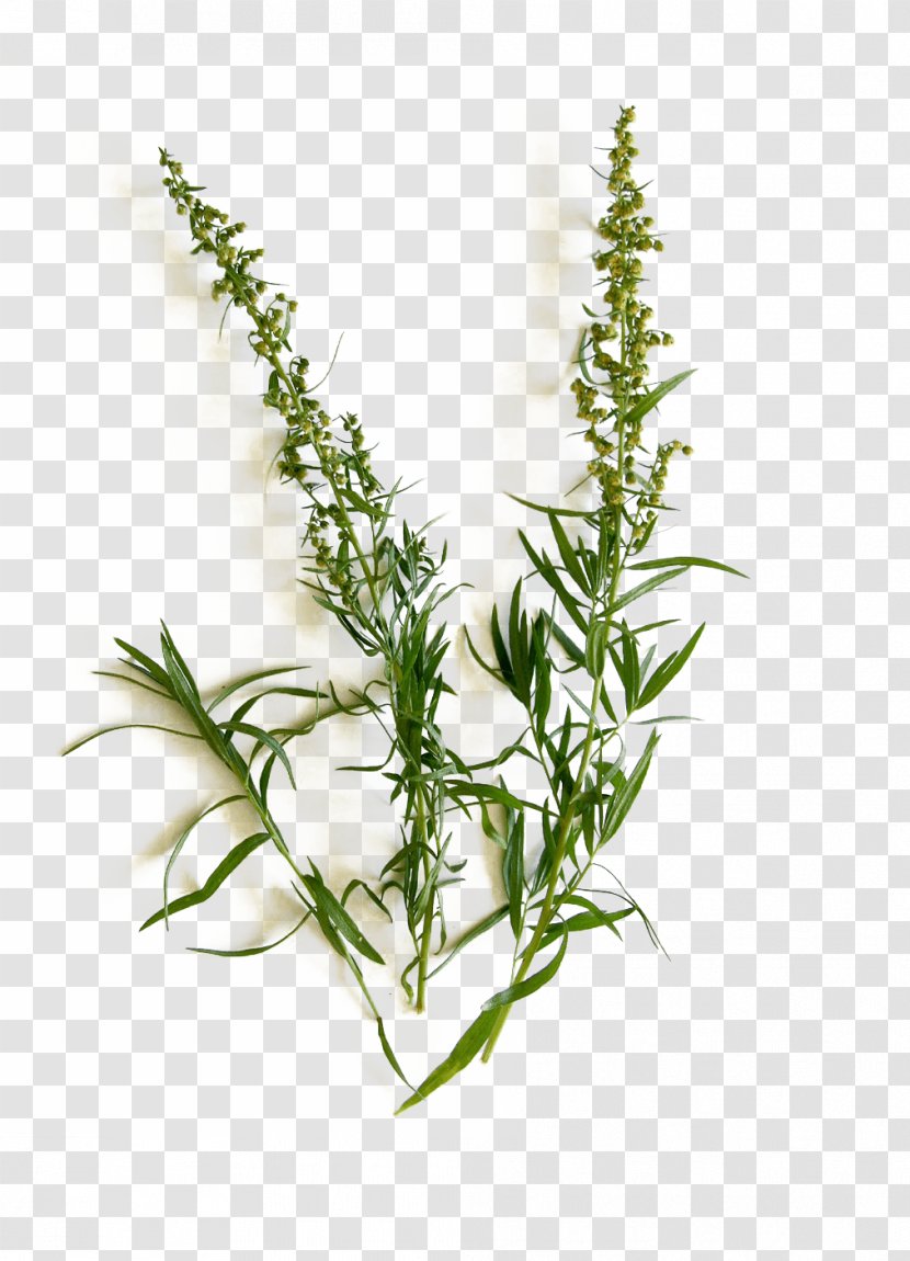 Tarragon French Cuisine Organic Food Herb Caraway - Hemp - Cooking Transparent PNG