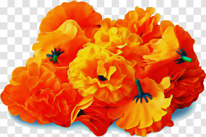 Orange Transparent PNG