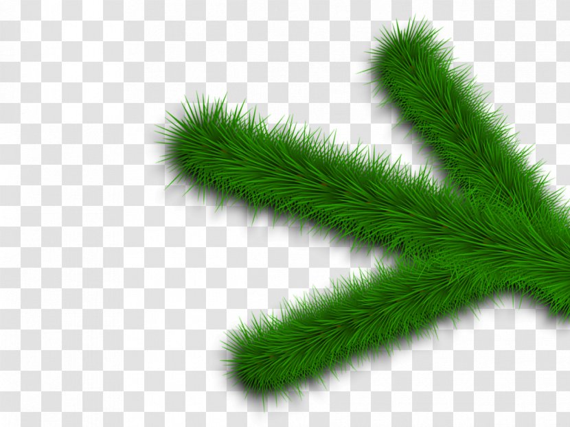 Fir Spruce Evergreen Grasses Leaf - Plant Stem Transparent PNG