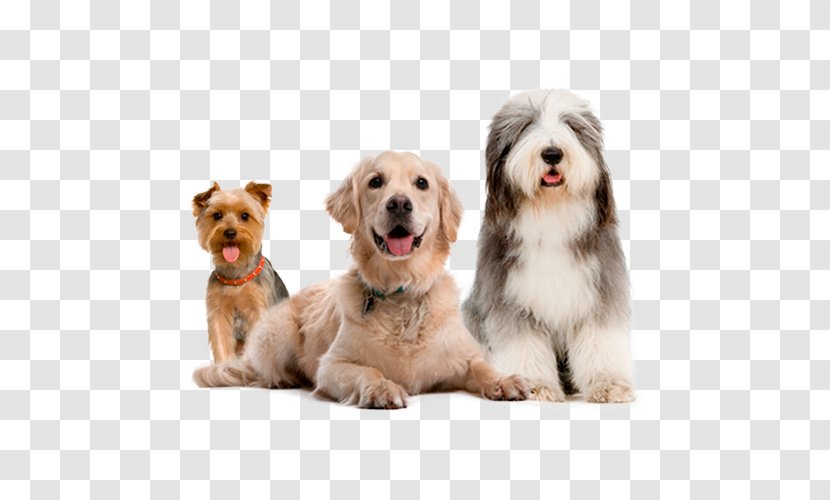 Bearded Collie Rough Border German Shepherd Old English Sheepdog - Animal - MASCOTAS Transparent PNG