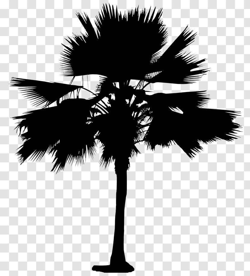 Asian Palmyra Palm Date Leaf Trees Silhouette Transparent PNG