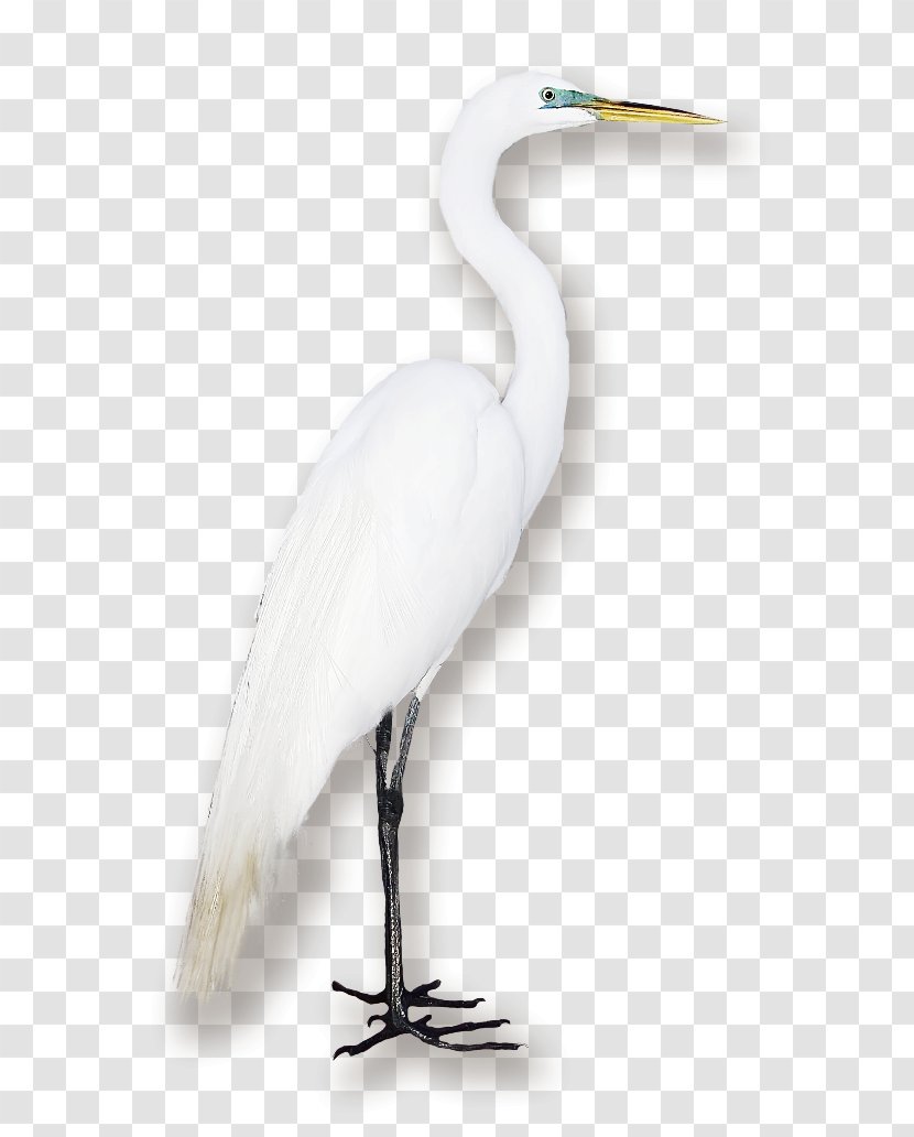 Great Egret Seabird Crane Water Bird - Fujian White Transparent PNG