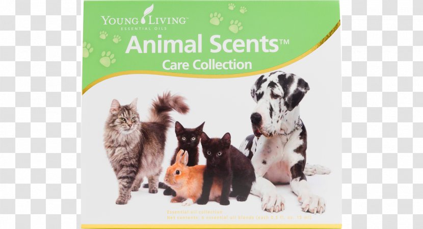 Dog Pet Young Living Veterinarian Clinique Vétérinaire Transparent PNG