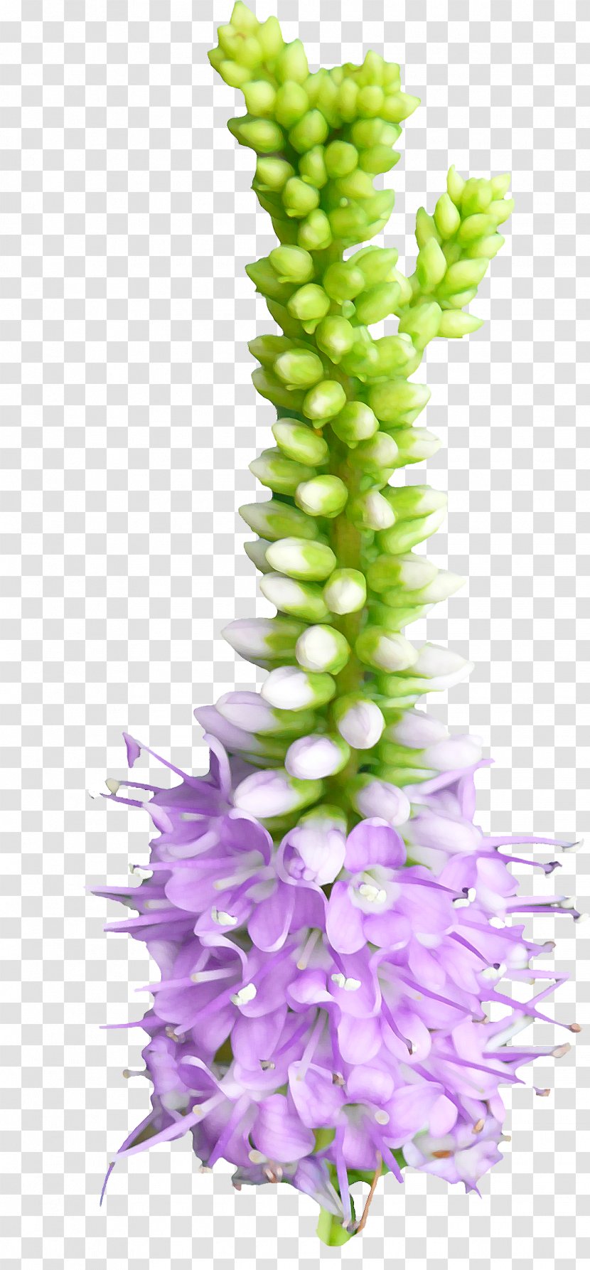 Flower Bud Clip Art - Plant Transparent PNG