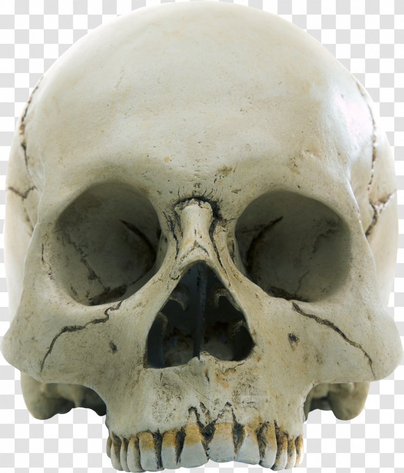 Skull Homo Sapiens Anatomy Skeleton Stock Photography Transparent PNG