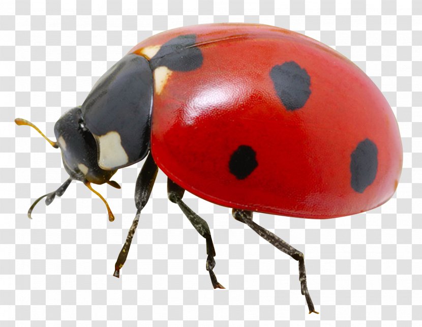 Ladybird Wallpaper - Arthropod - Ladybug Transparent PNG