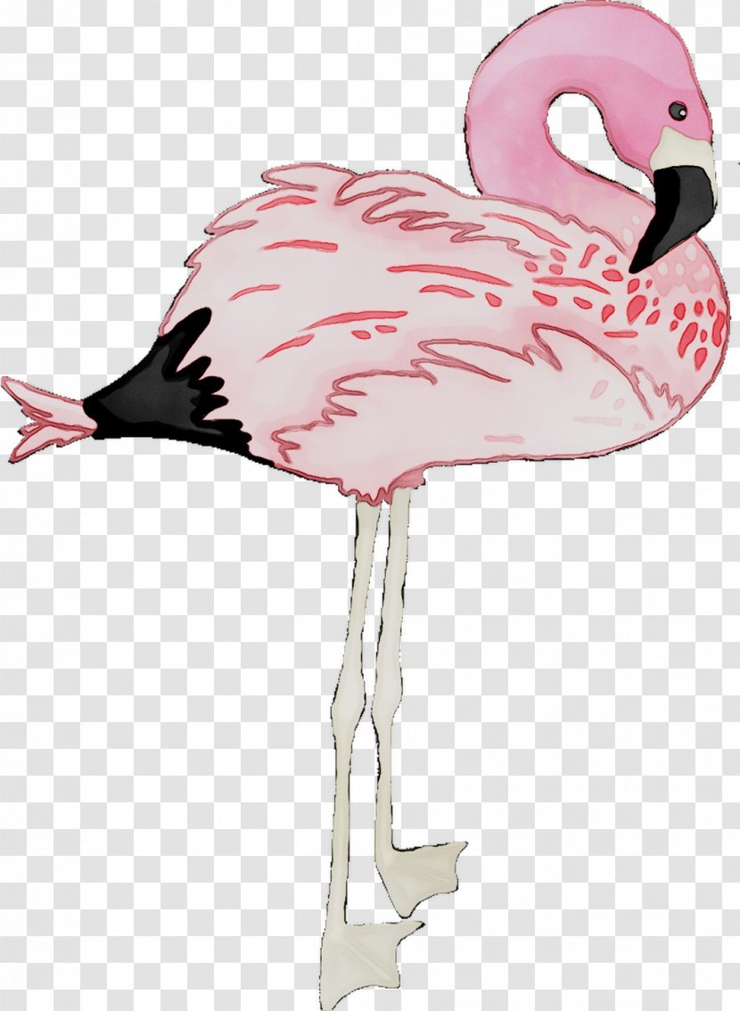 Beak Feather Neck Pink M - Flamingo - Bird Transparent PNG