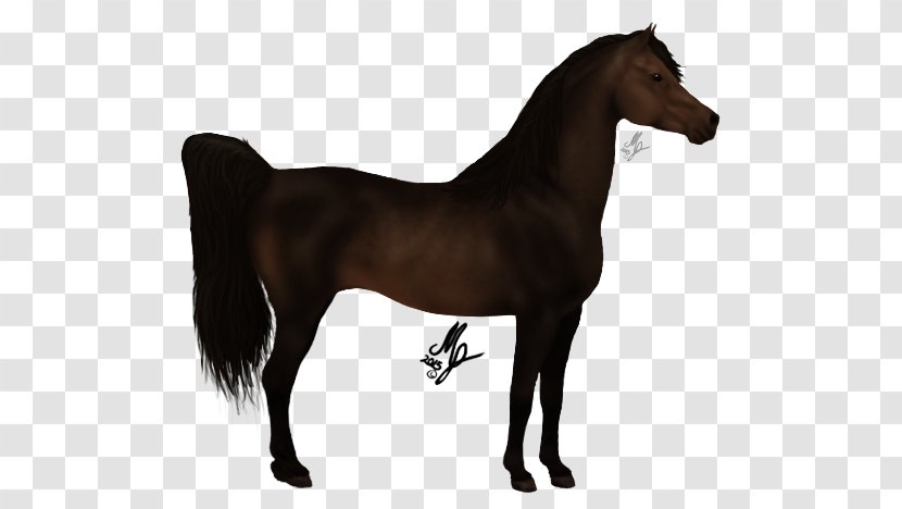 Mustang Stallion Foal Mare Pony - Arabian Horse Transparent PNG