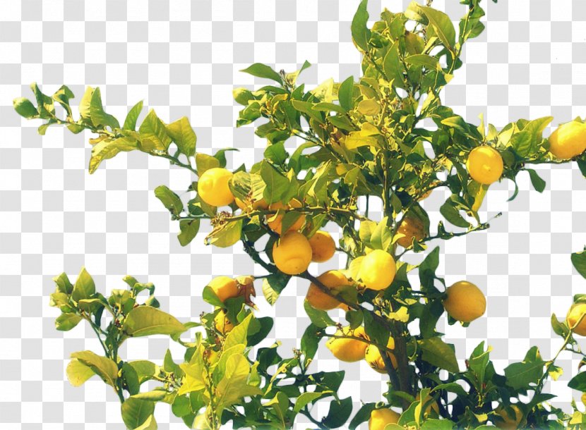 Agios Ioannis, Pelion Rangpur Food Citrus Junos Bitter Orange - Yuzu - Lemon Tree Transparent PNG