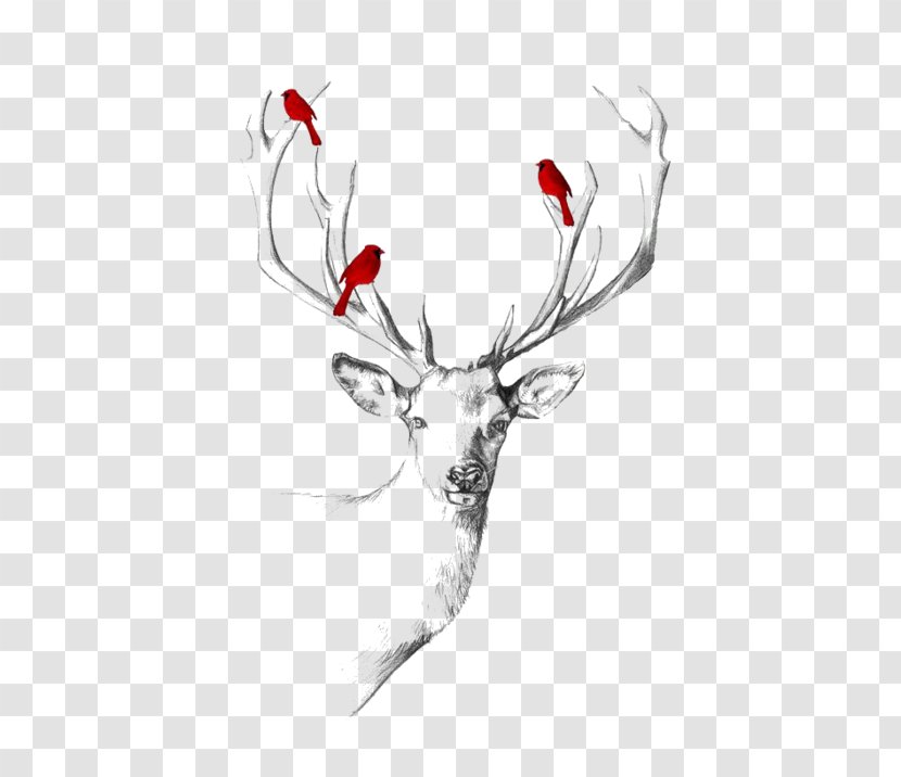 Deer Abziehtattoo Drawing Elk - Horn Transparent PNG