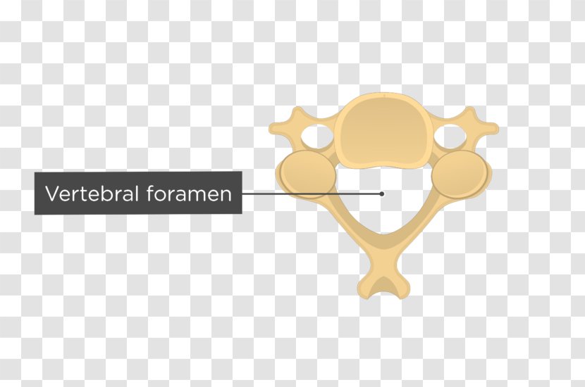 Vertebral Column Intervertebral Foramen Cervical Vertebrae - Thoracic Transparent PNG