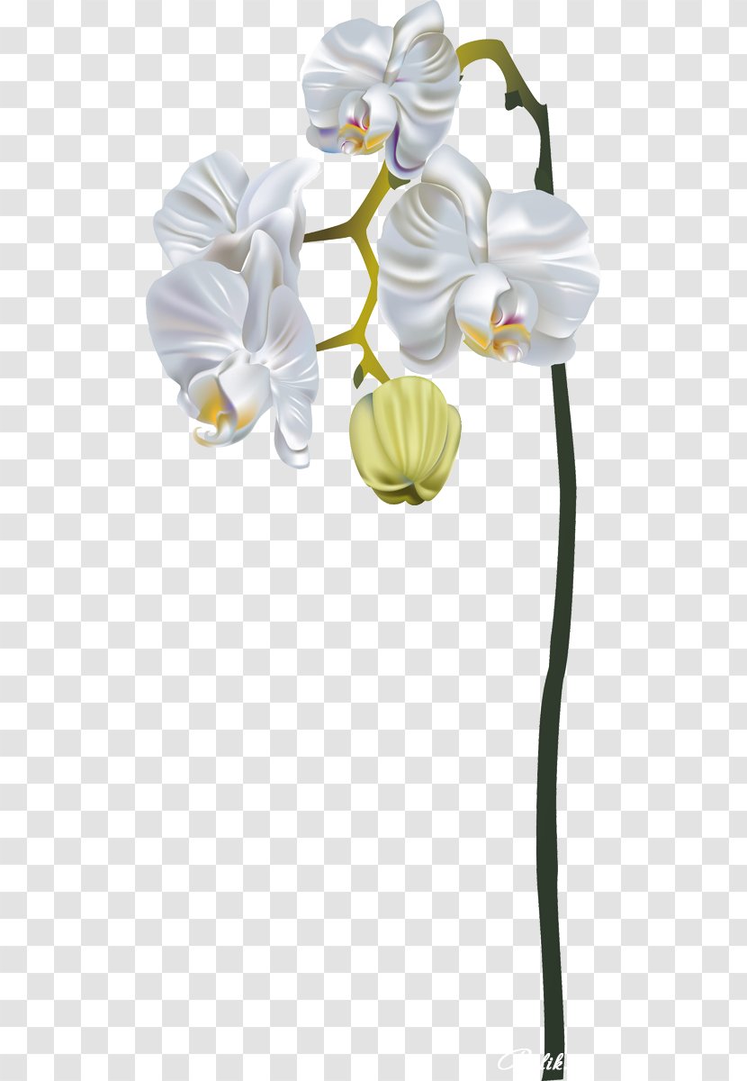Moth Orchids Dendrobium Cut Flowers - Yellow - Flower Transparent PNG